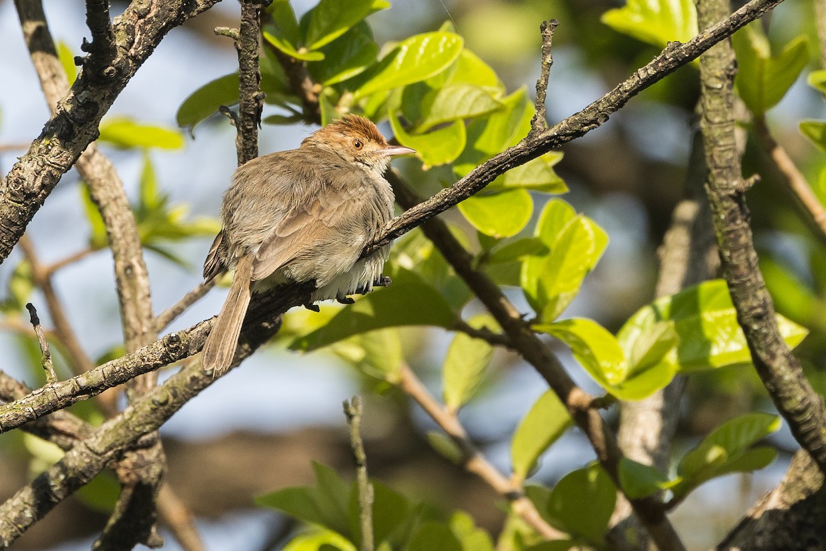 Cistícola Coronirrufo - ML646732633