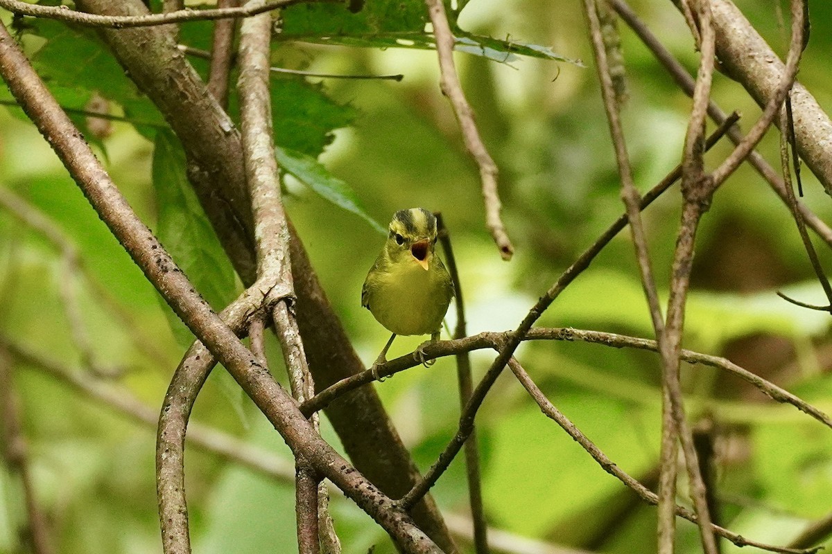 セッカイガンムシクイ - ML646732634