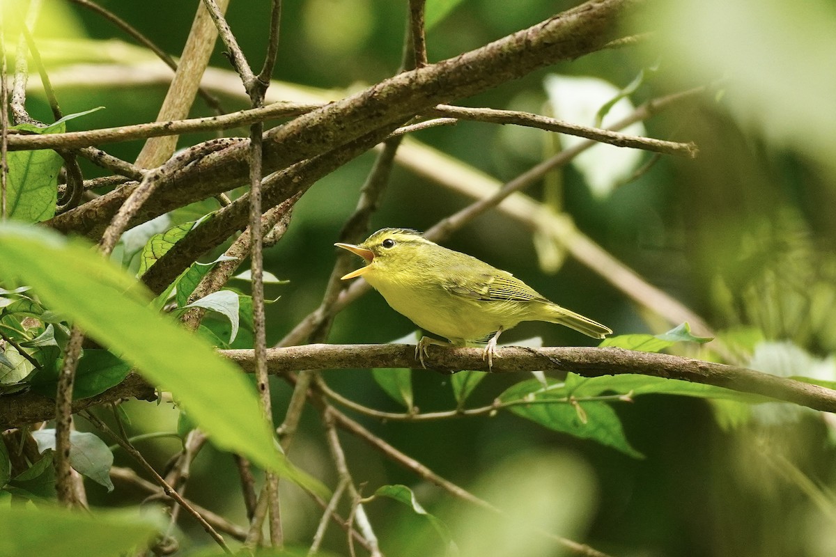 セッカイガンムシクイ - ML646732635