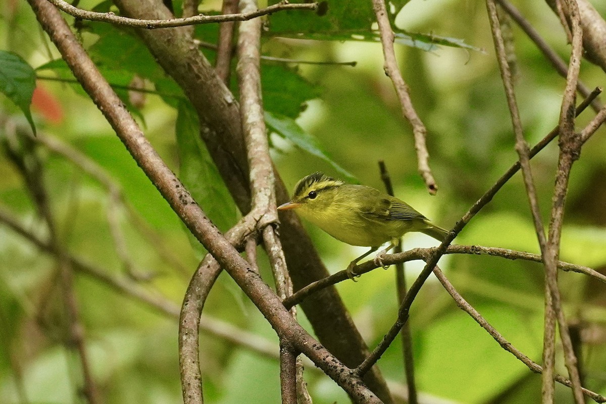 セッカイガンムシクイ - ML646732636