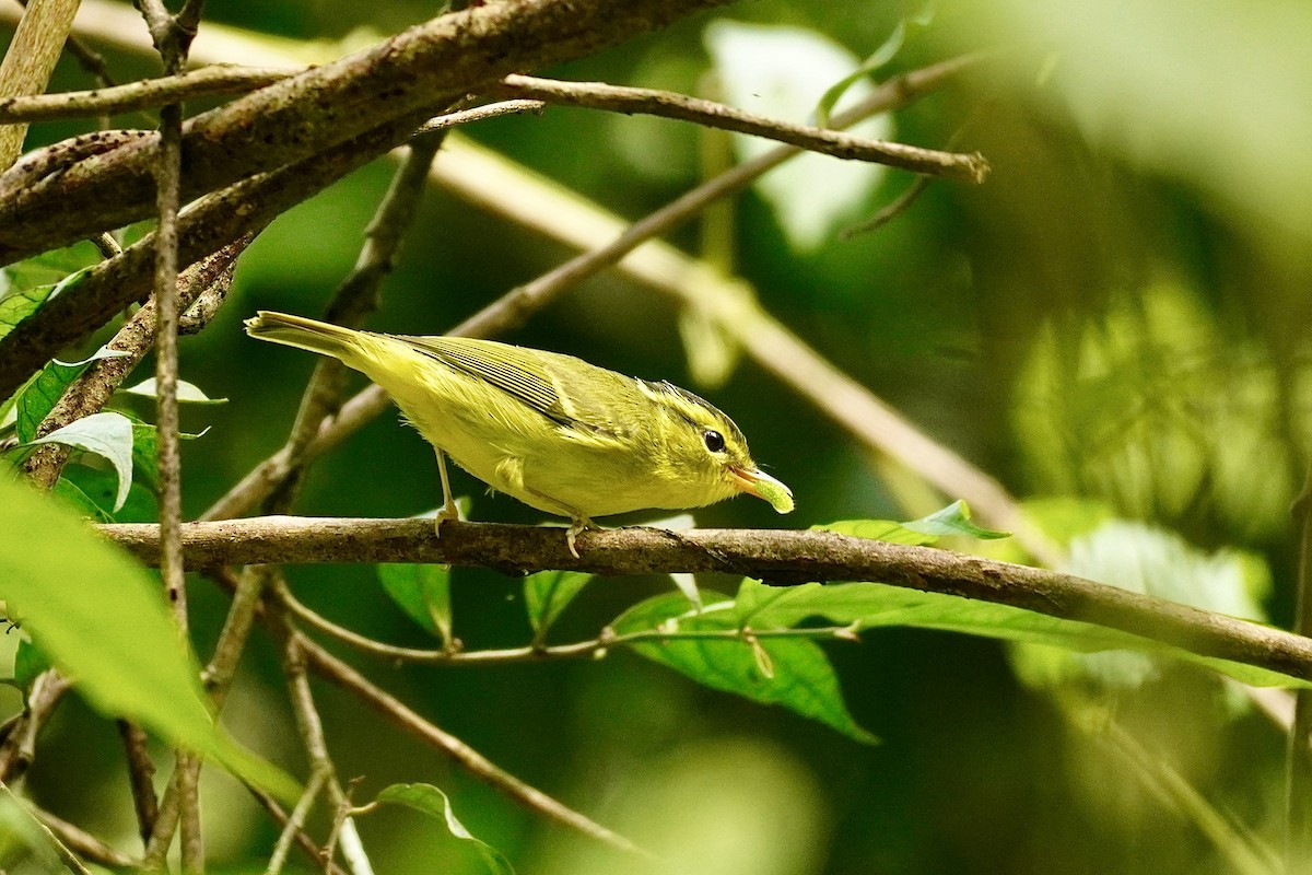 セッカイガンムシクイ - ML646732637