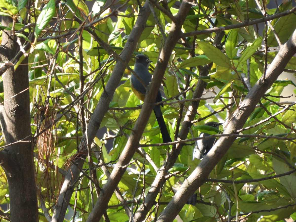 Gray Silky-flycatcher - ML646732638