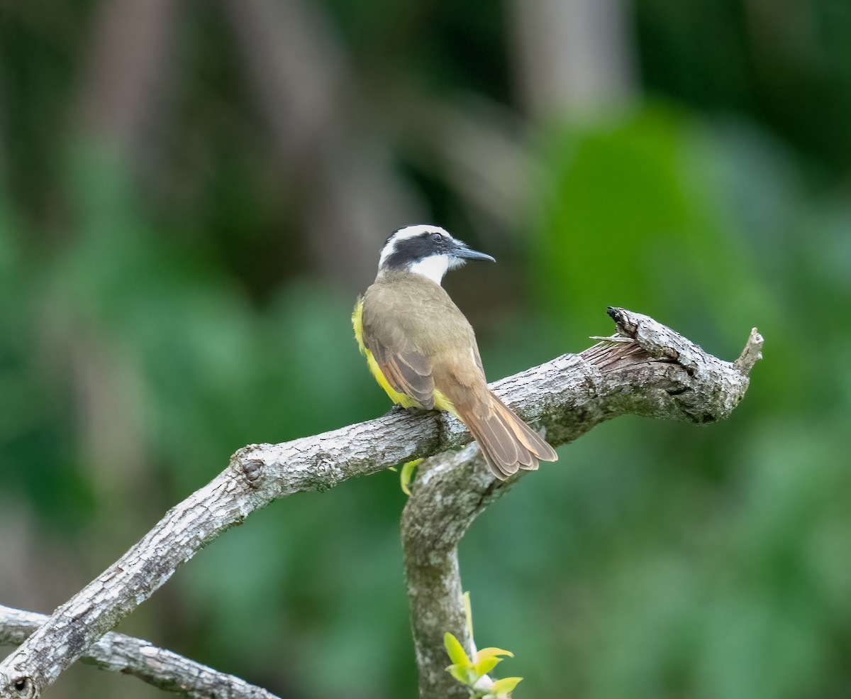 Great Kiskadee - ML646732641