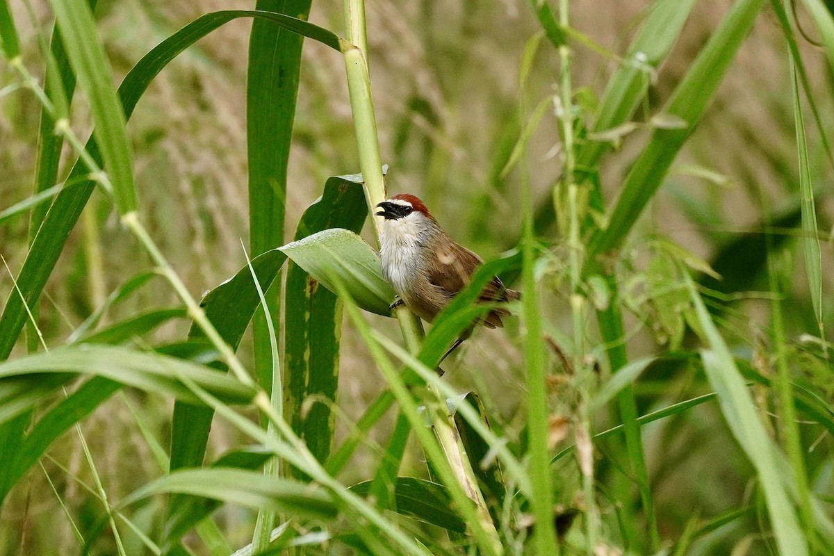 アカガシラチメドリ - ML646732644