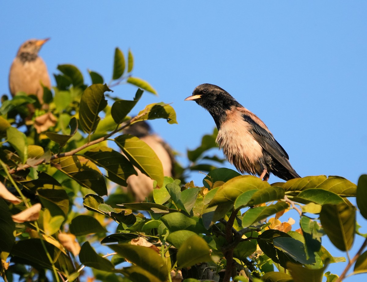 Rosy Starling - ML646732649