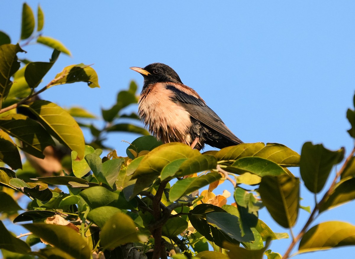 Rosy Starling - ML646732650
