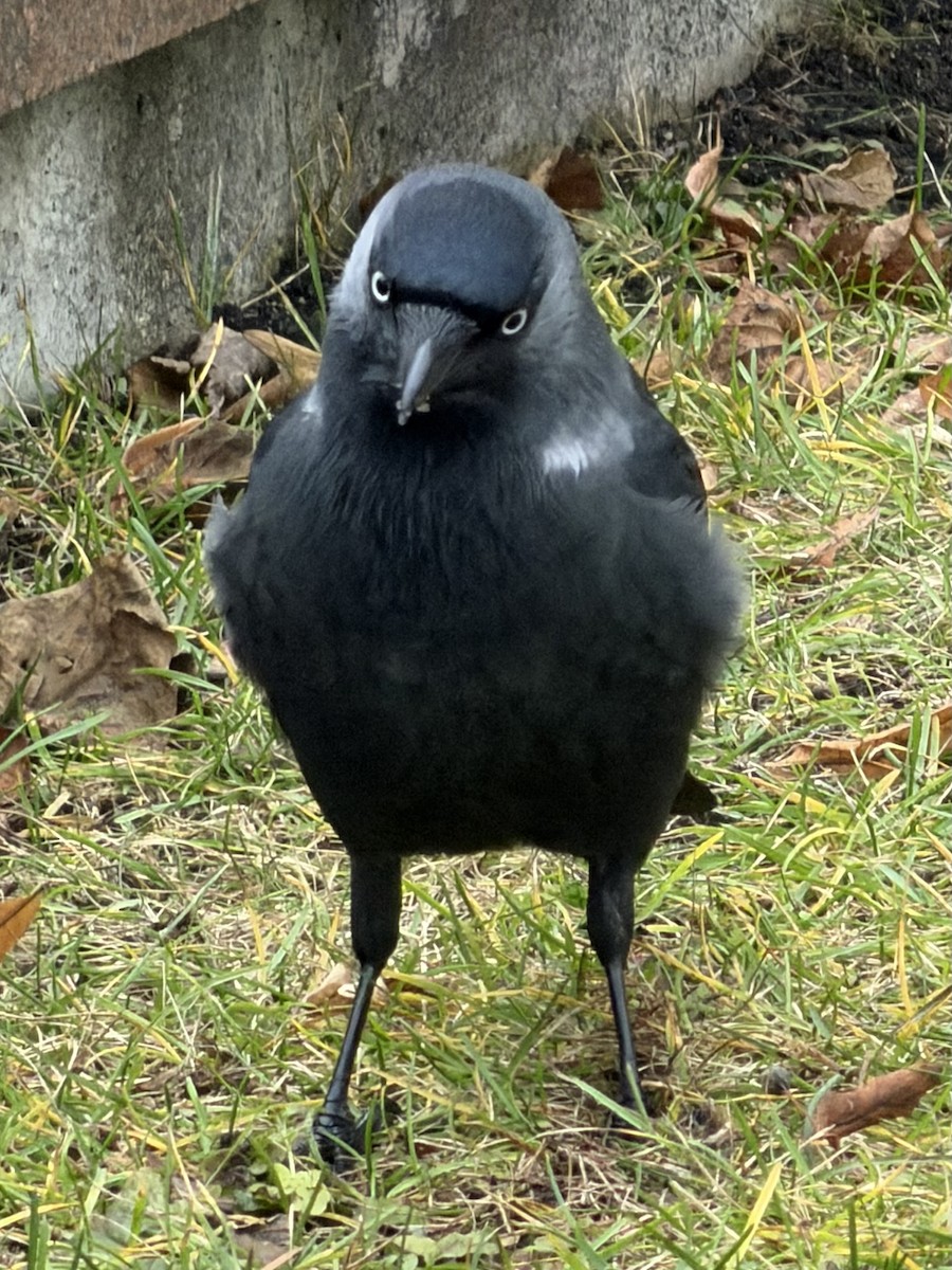 Grajilla Occidental - ML646732651