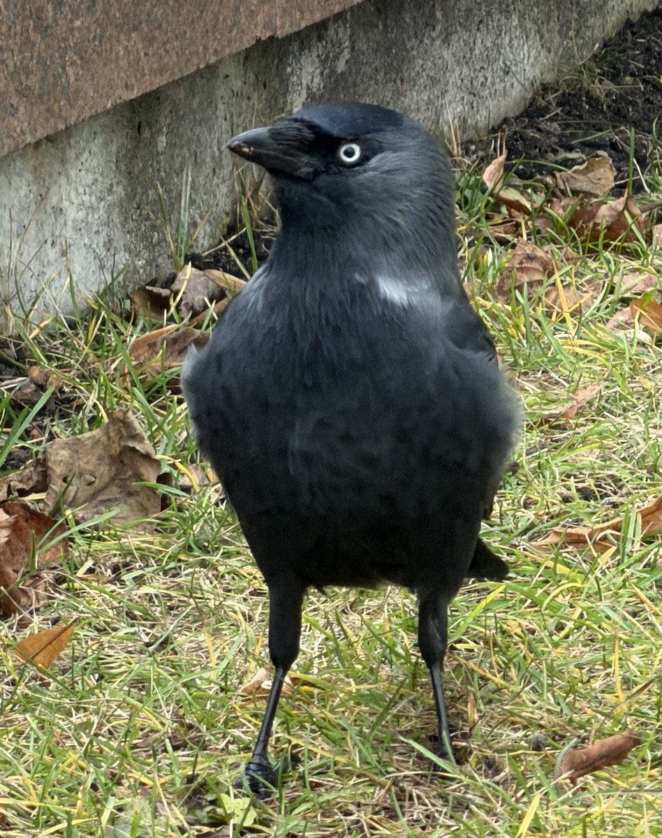 Grajilla Occidental - ML646732652