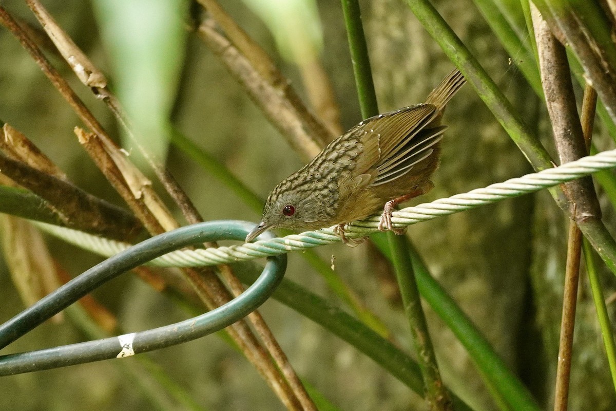 ノドフサザイチメドリ - ML646732653