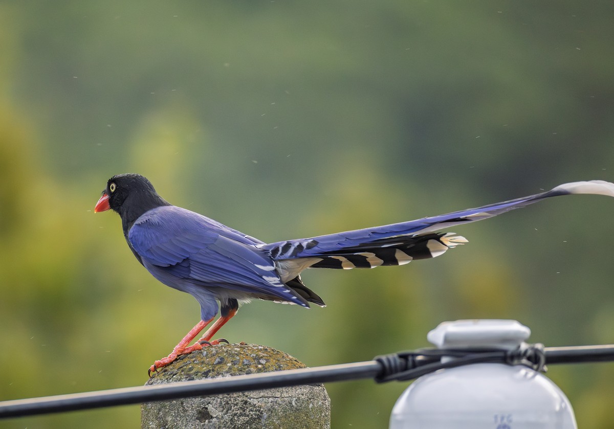 Dickschnabelkitta - ML646732654