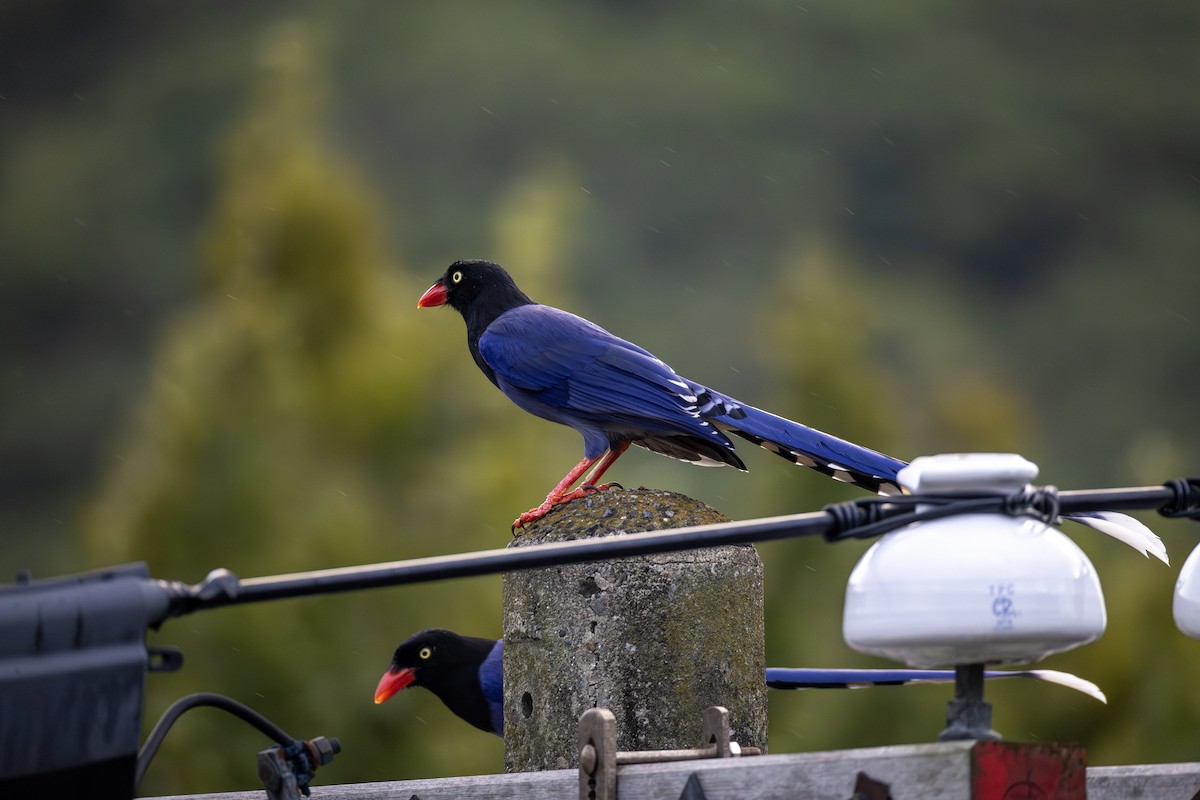 Dickschnabelkitta - ML646732655