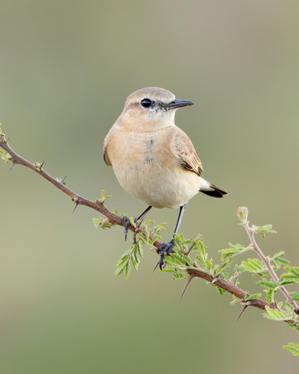 Бүжимч чогчиго - ML646732657