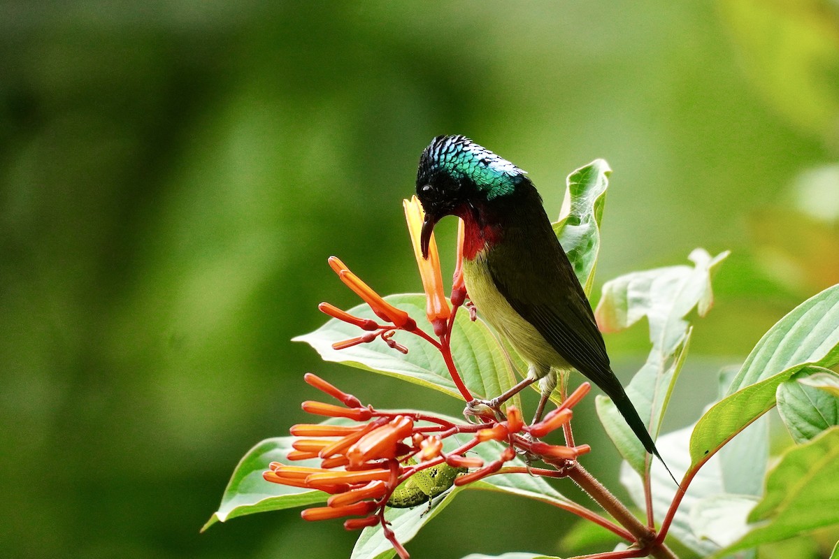 エンビタイヨウチョウ - ML646732661
