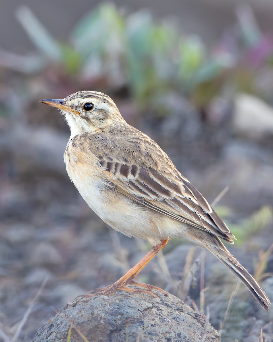 African Pipit - ML646732669