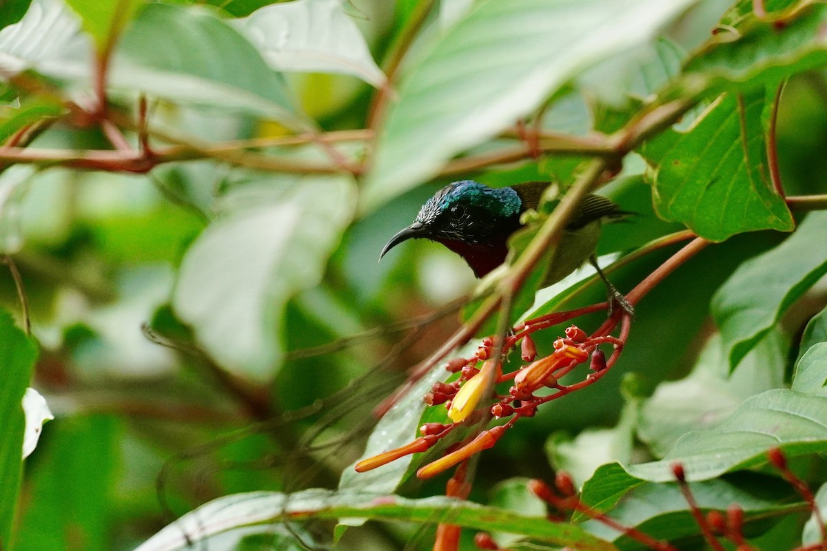 エンビタイヨウチョウ - ML646732671