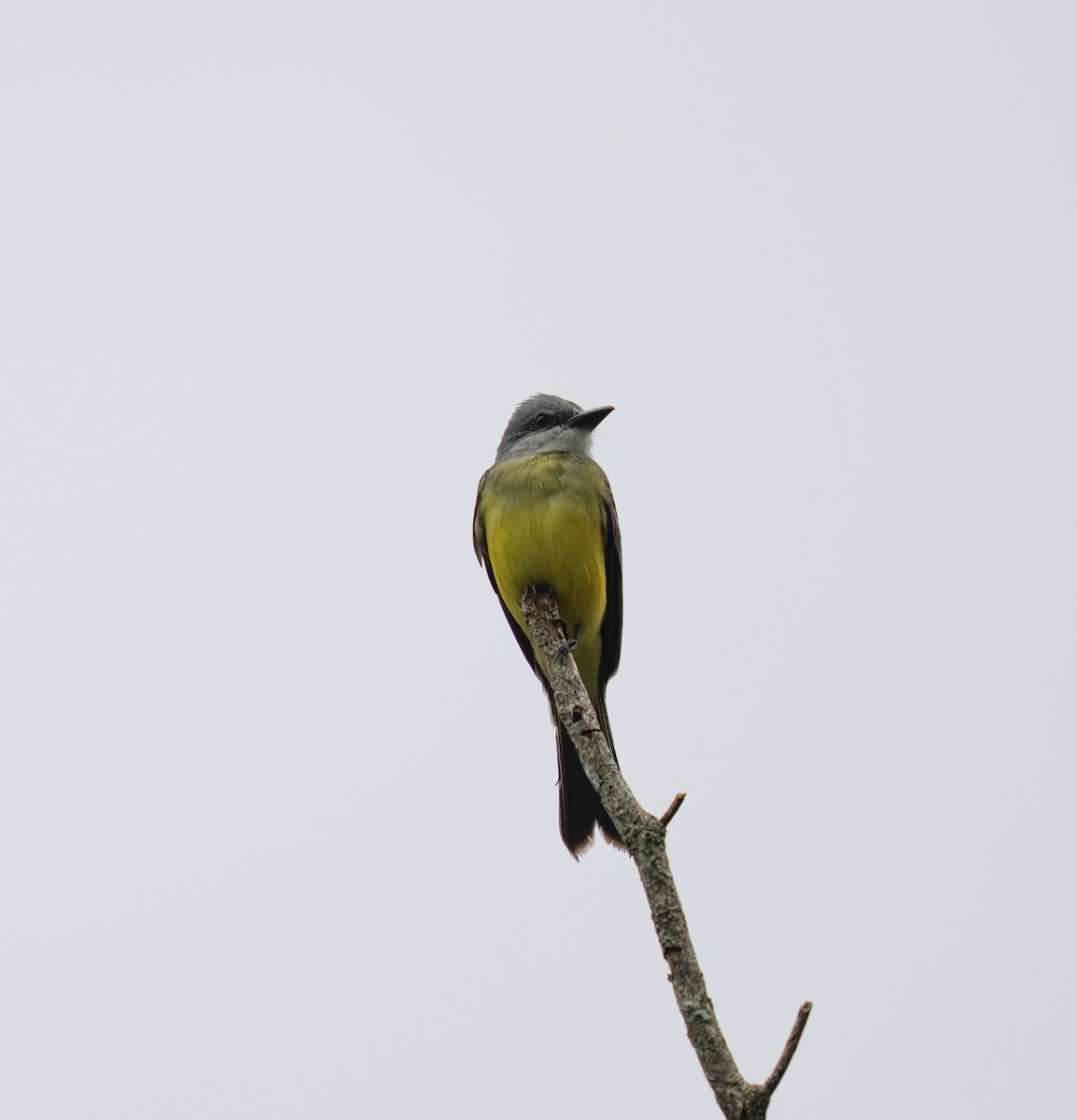 Tropical Kingbird - ML646732672