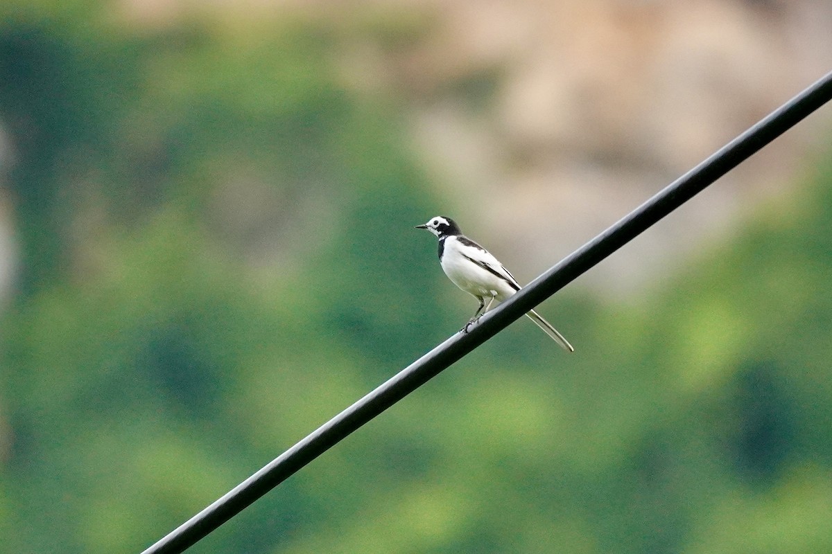 ハクセキレイ（亜種ネパールハクセキレイ） - ML646732675