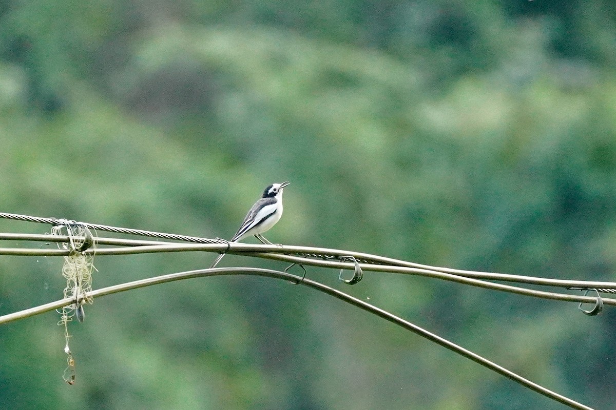 ハクセキレイ（亜種ネパールハクセキレイ） - ML646732676