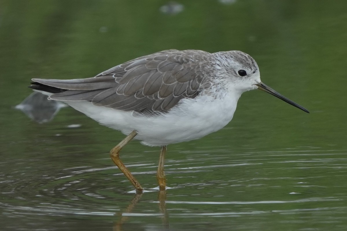 Bataklık Düdükçünü - ML646732677