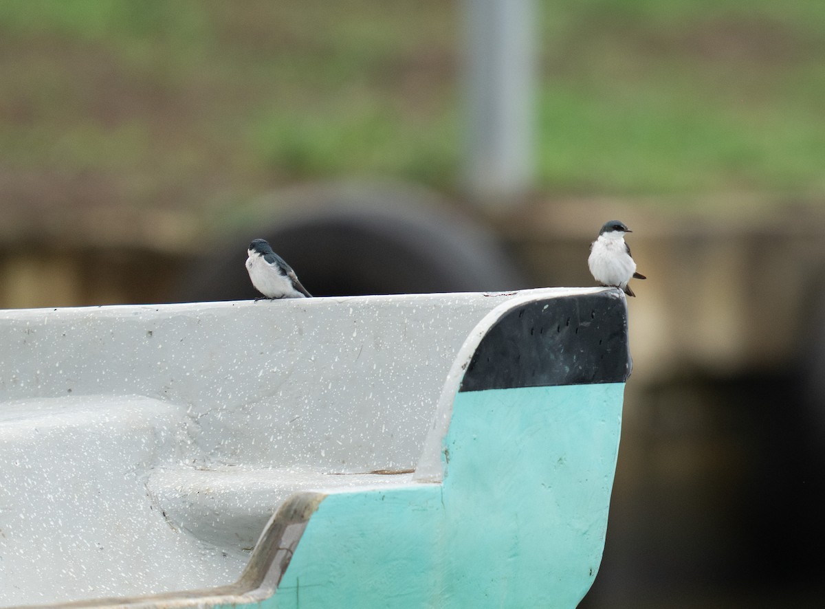 Mangrove Swallow - ML646732680