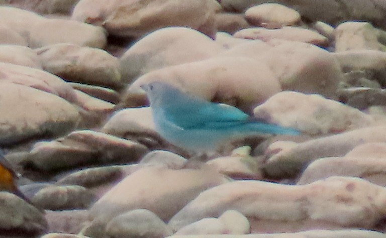 Sayaca Tanager - ML646732681