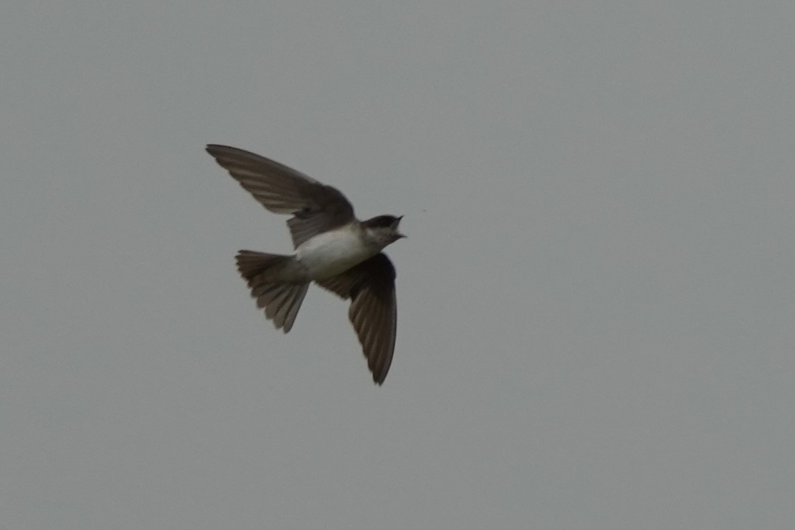 Sibirya Ev Kırlangıcı - ML646732682