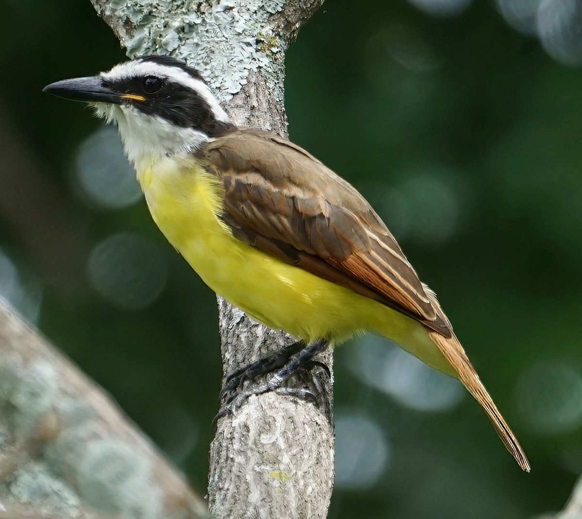 Great Kiskadee - ML646732685