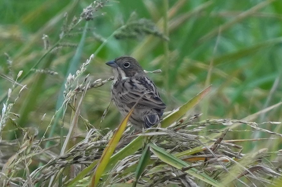 Kızıl Kulaklı Çinte - ML646732687