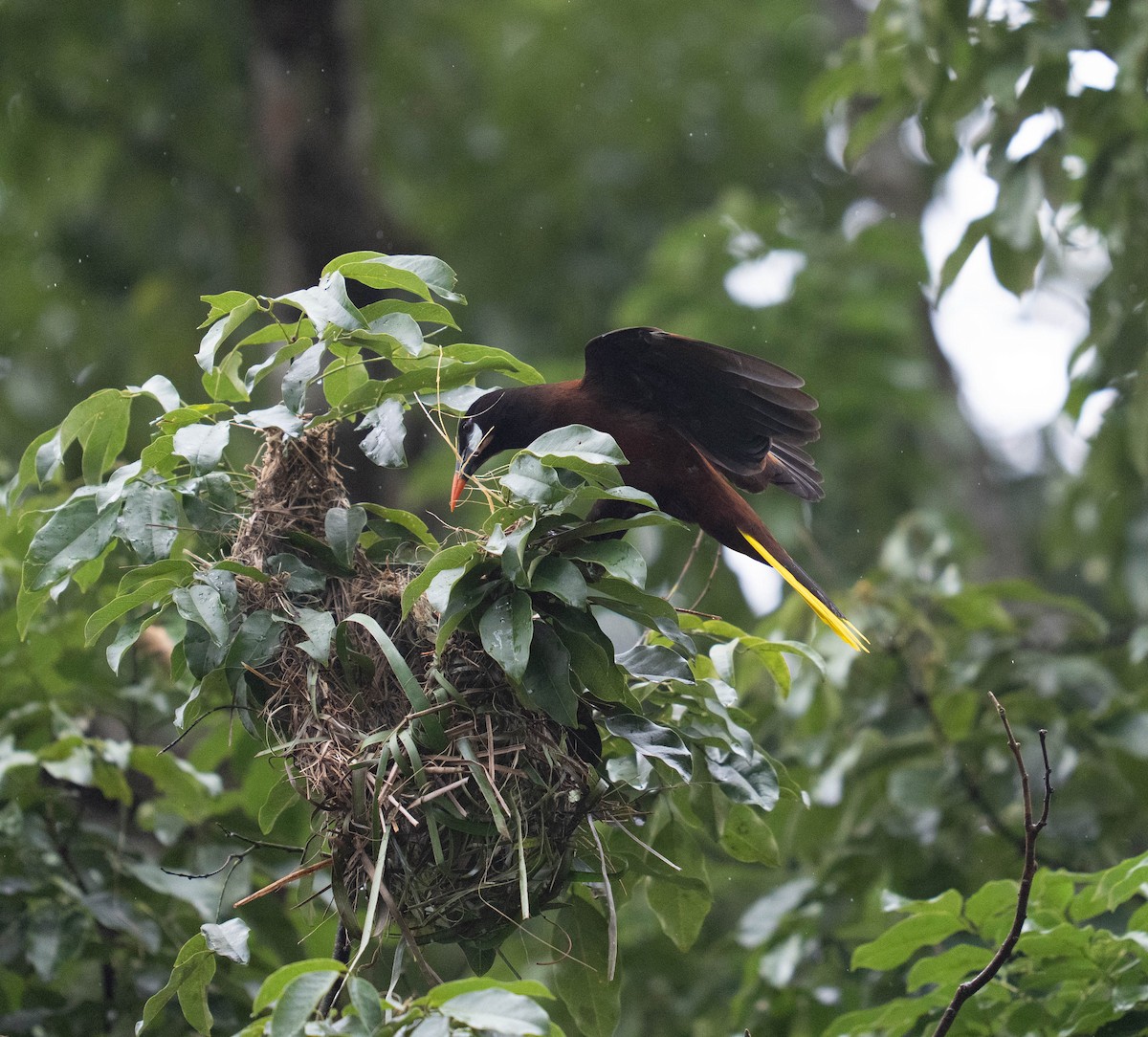 Montezuma Oropendola - ML646732691