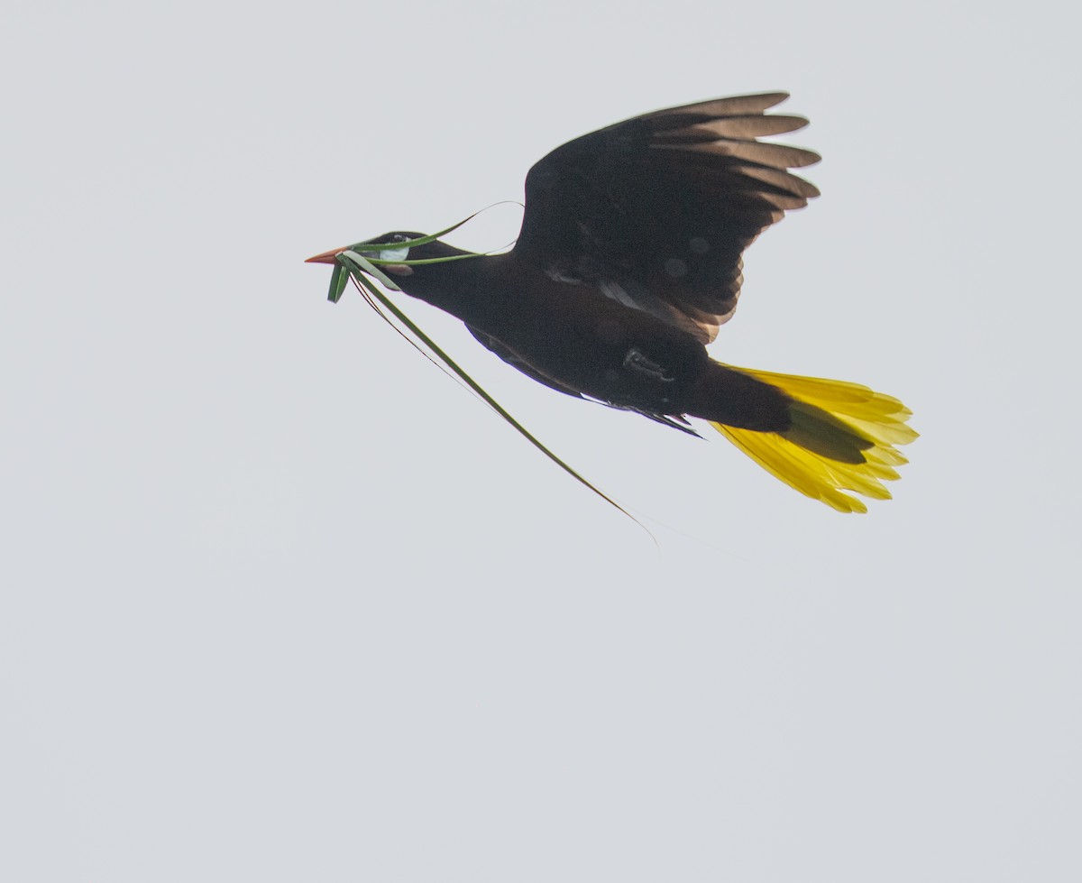 Montezuma Oropendola - ML646732692