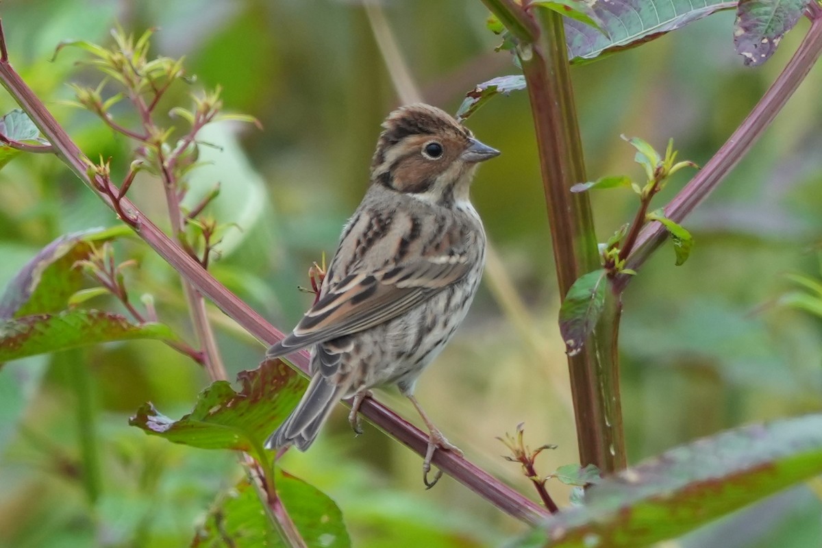 Küçük Çinte - ML646732693