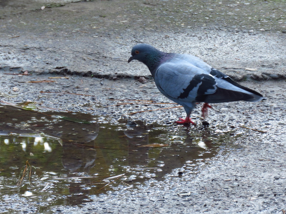 野鴿(野化) - ML646732706