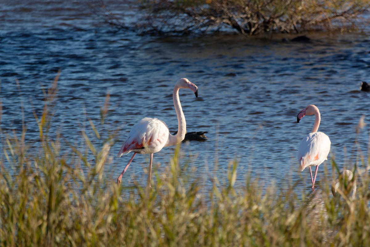 Greater Flamingo - ML646732707