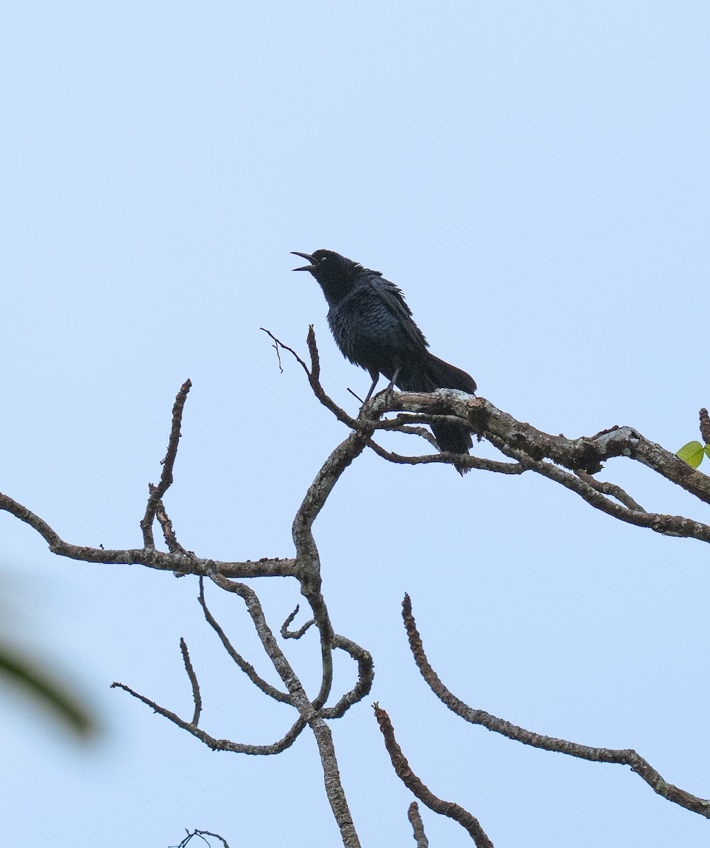 Great-tailed Grackle - ML646732708