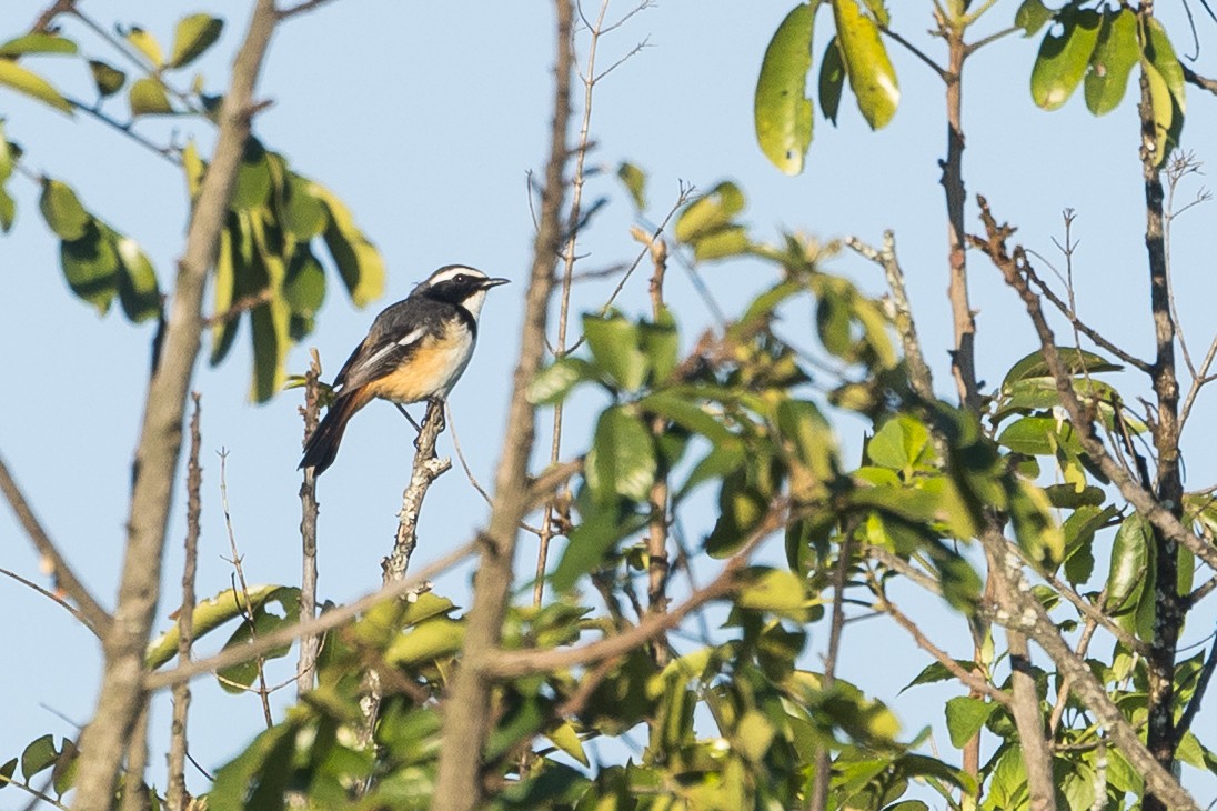 White-throated Robin-Chat - ML646732709