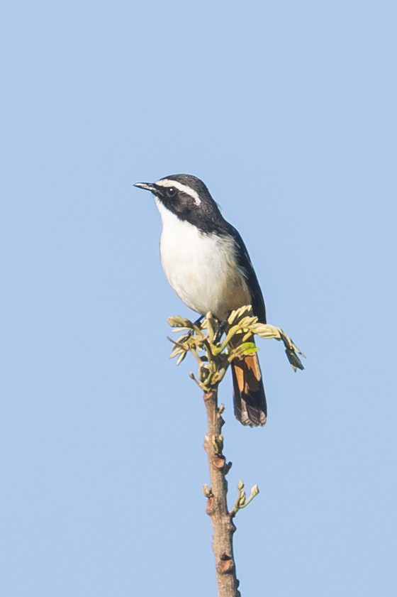 White-throated Robin-Chat - ML646732710