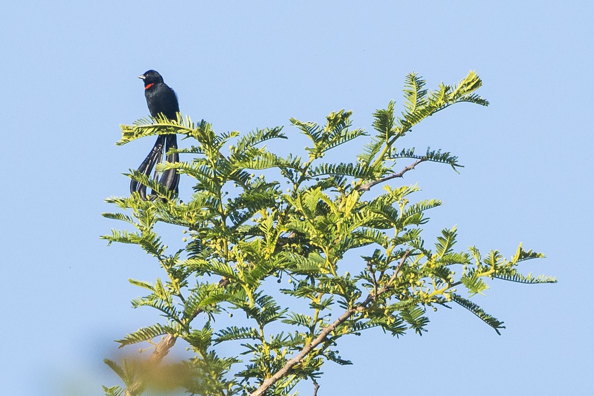 Red-collared Widowbird - ML646732711