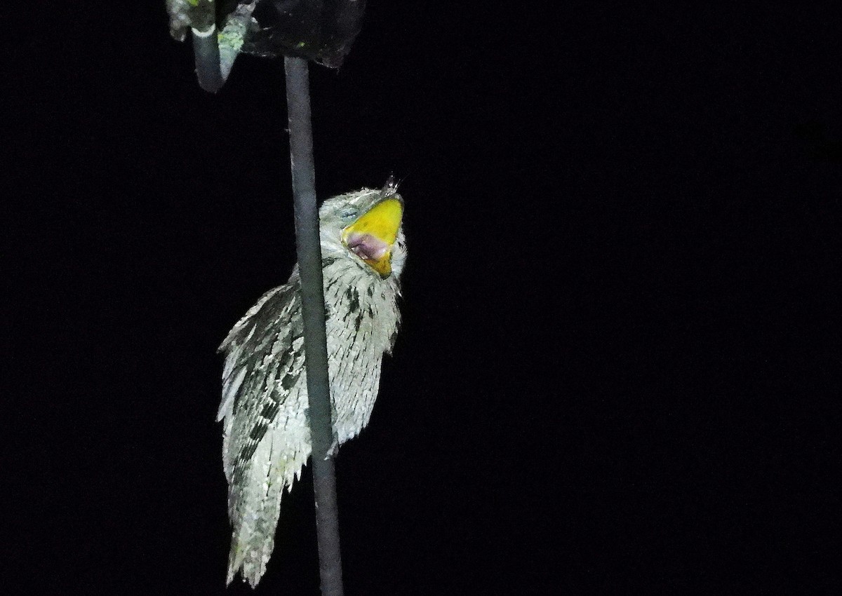 Tawny Frogmouth - ML646732712