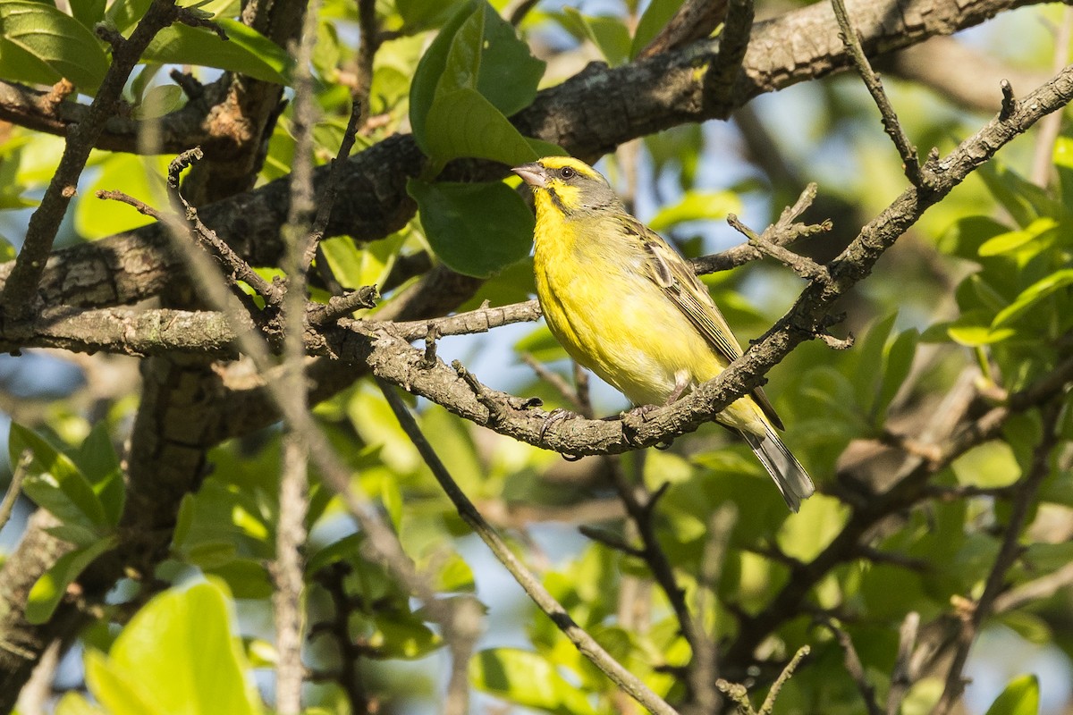Yellow-fronted Canary - ML646732713