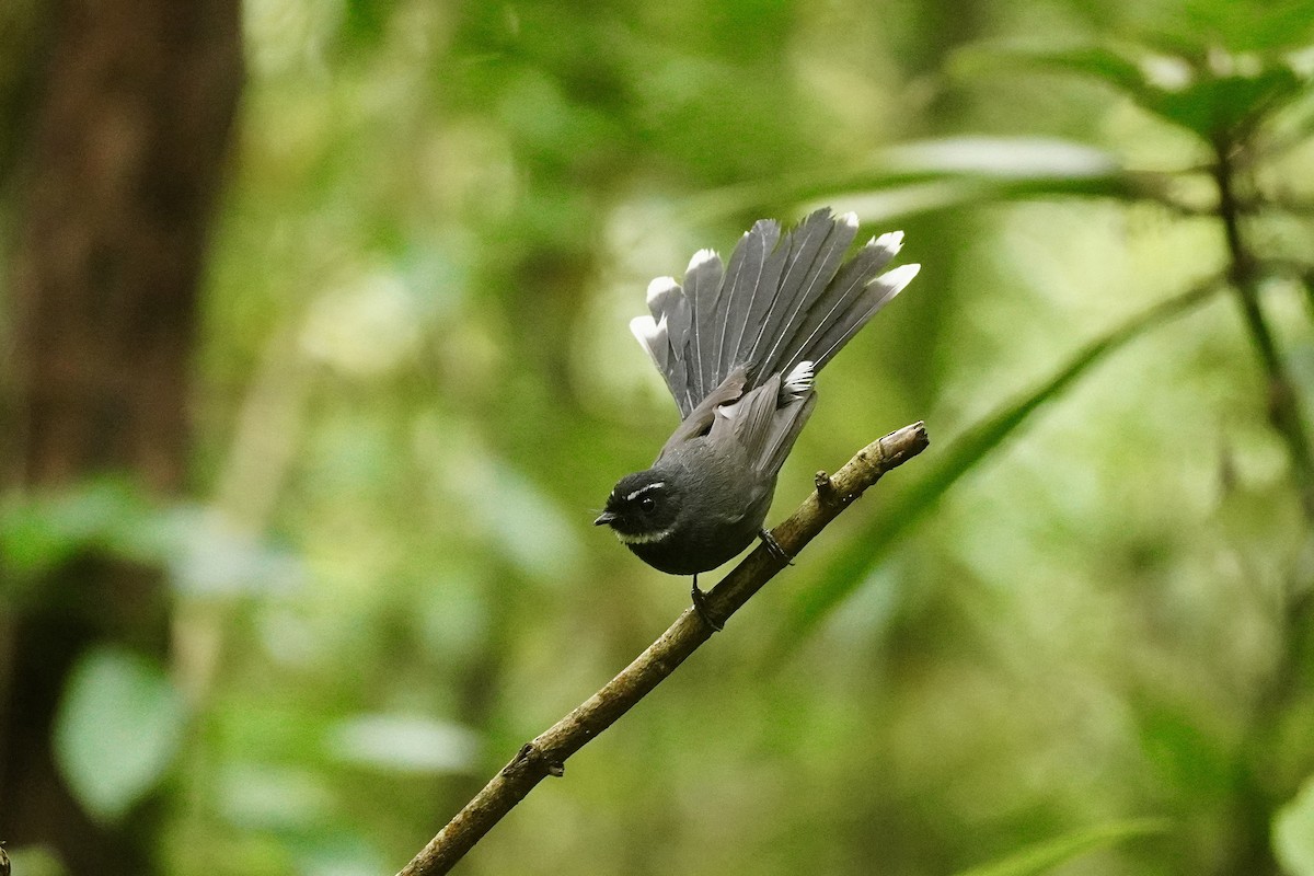 ノドジロオウギビタキ - ML646732715