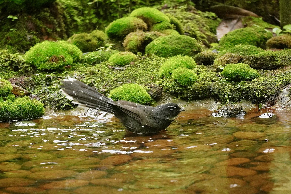 ノドジロオウギビタキ - ML646732716