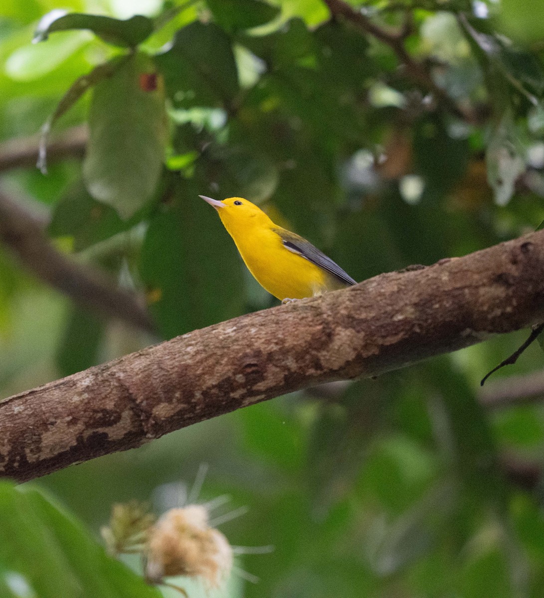 Prothonotary Warbler - ML646732718