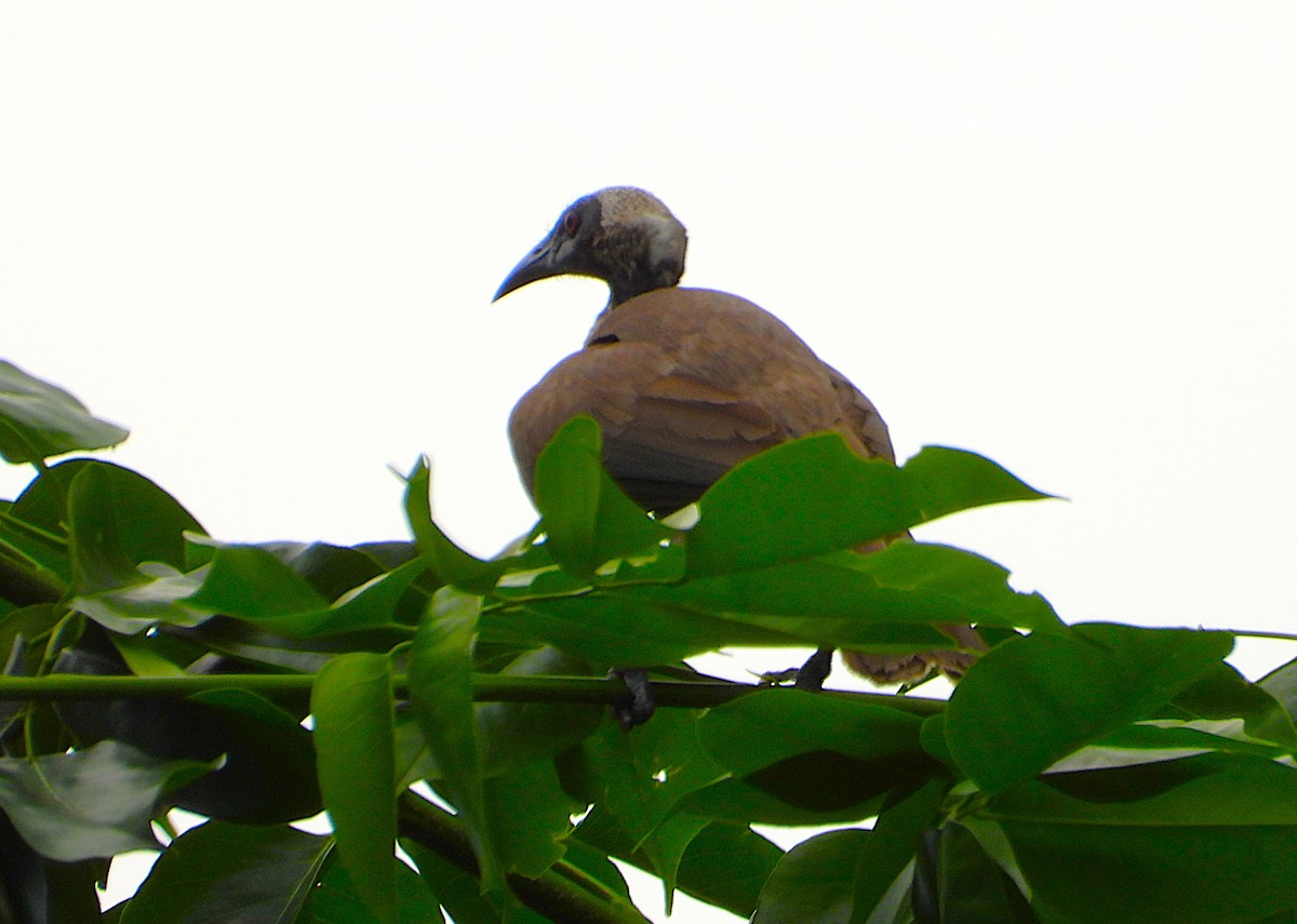Helmeted Friarbird - ML646732719