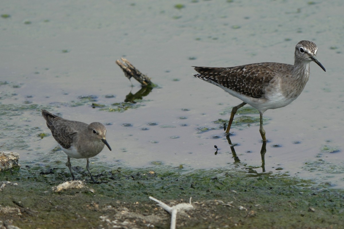 Wood Sandpiper - ML646732720