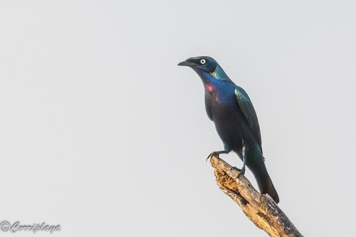 Estornino Espléndido - ML646732721