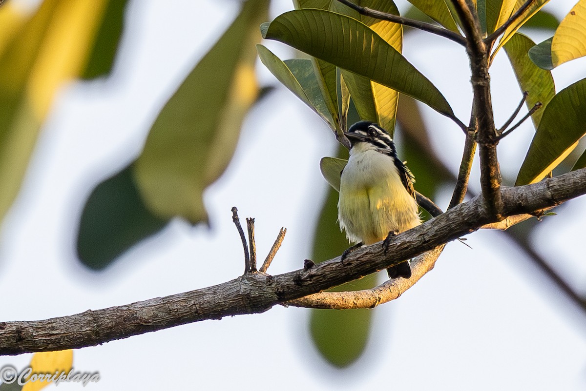 Barbudito Culigualdo - ML646732722