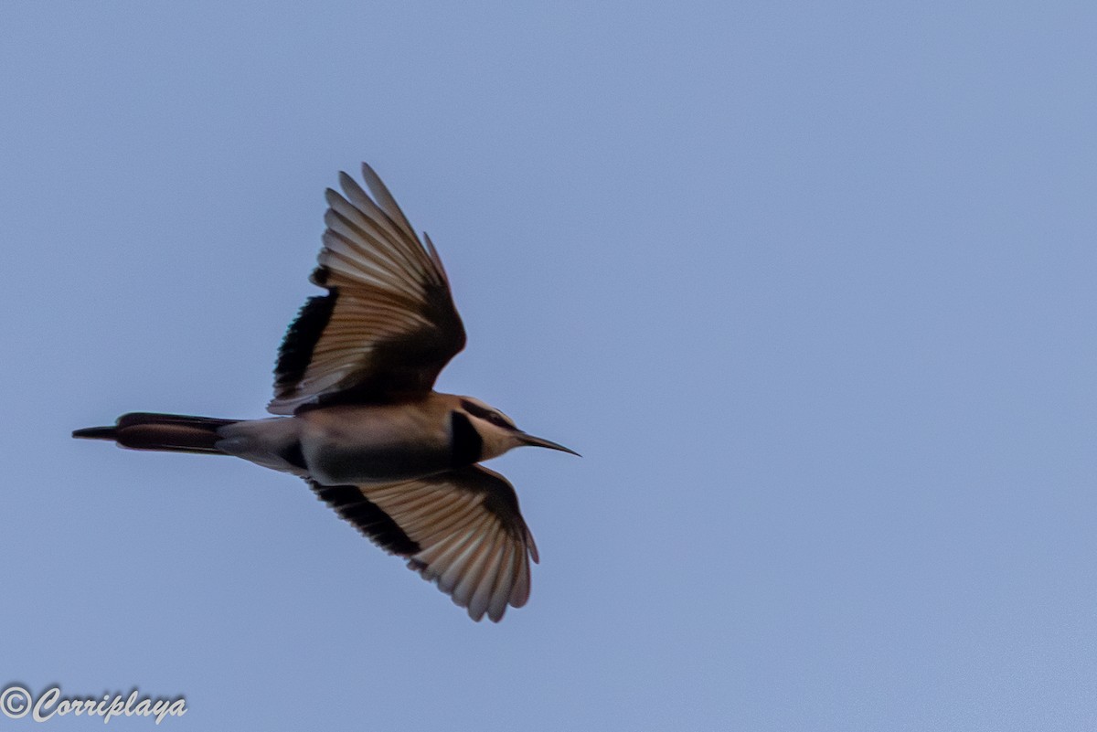 Abejaruco Gorjiblanco - ML646732723