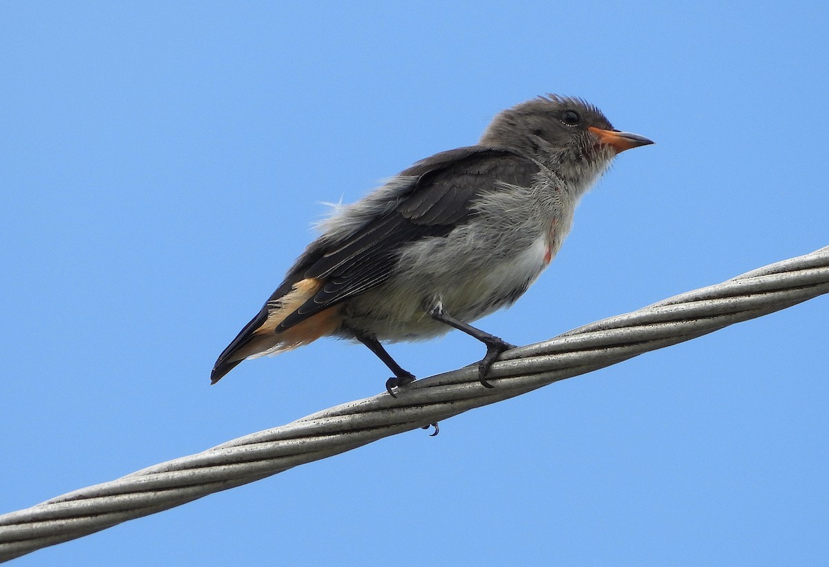 ヤドリギハナドリ - ML646732724