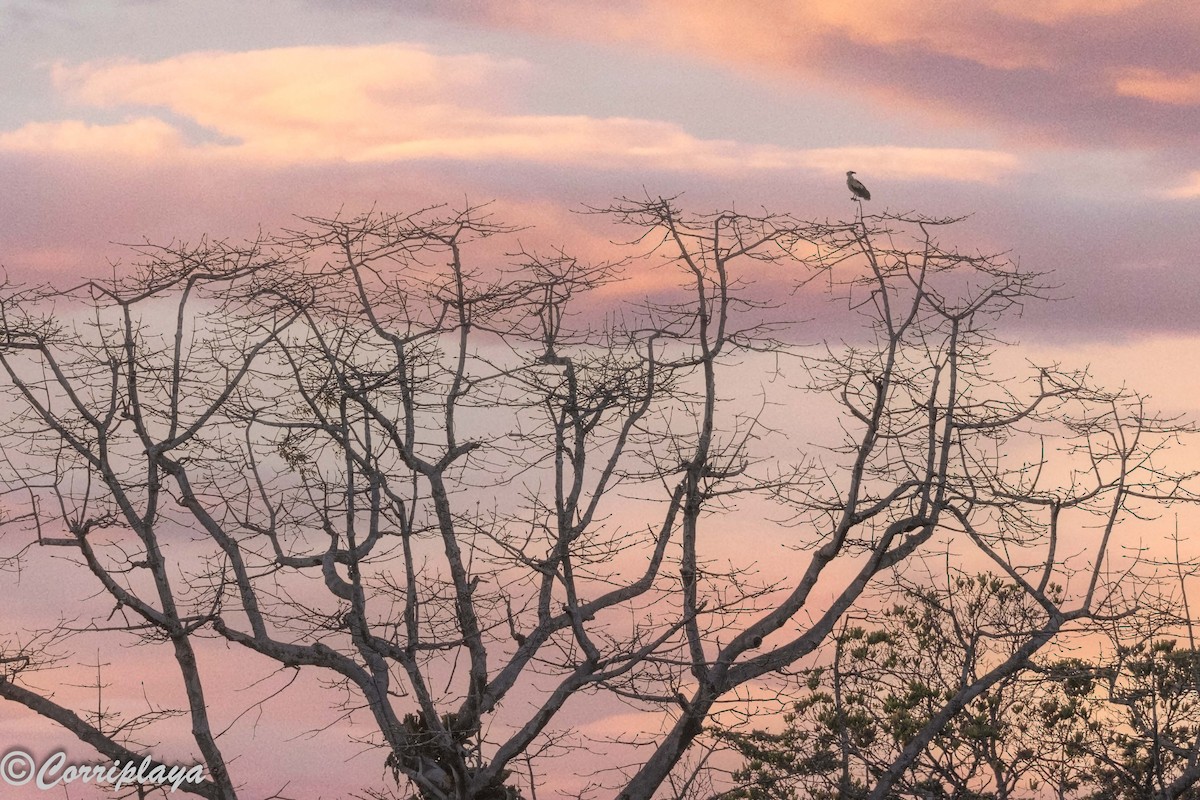 Buitre Palmero - ML646732725