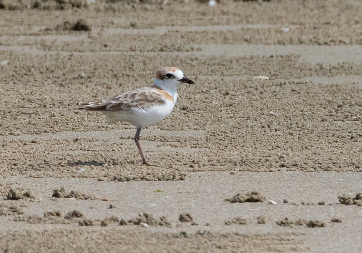 クロエリシロチドリ - ML646732726